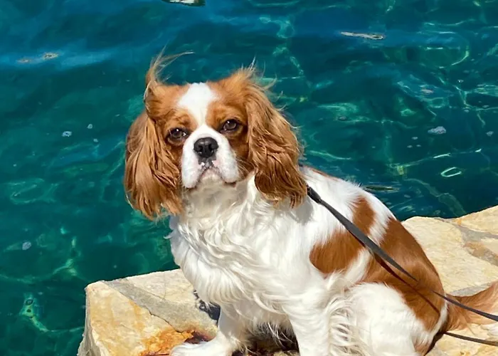 Apartman Domora Trogir