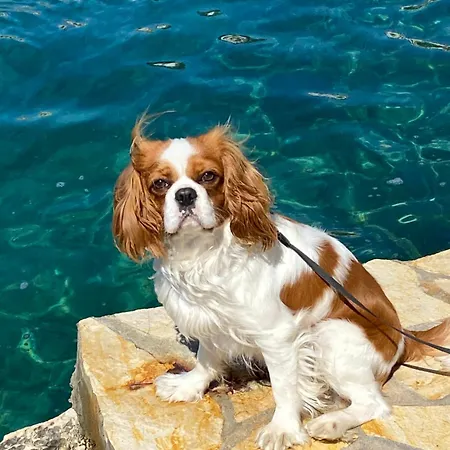 Διαμέρισμα Domora Τρογκίρ